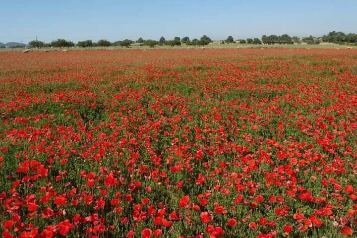 Маковое поле фото