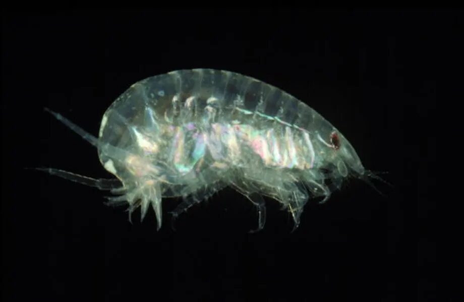 Hadal amphipod гигантский. Мелкие ракообразные. Прозрачные рачки. Мелкие рачки прозрачный.