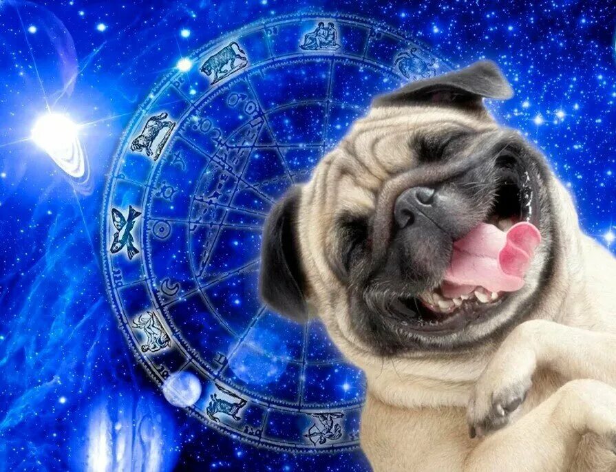 Собака астрологическая. Собака гороскоп. Собаки для знаков зодиака. Знаки зодиака по собачьи.
