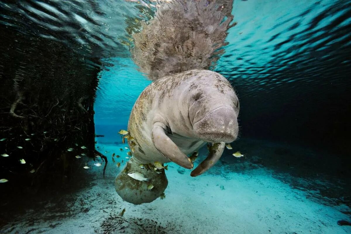Звери под водой. Ламантины во Флориде. Манати Флорида. Флоридский Ламантин. Ламантины National Geographic.