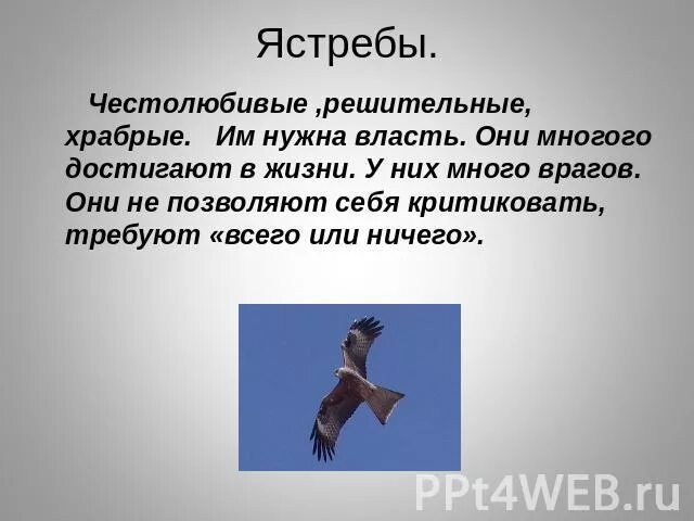 Ястреб текст. Ястреб текст. Ястреб презентация. 2) ястреб тетеревятник. Ястреб тетеревятник информация.
