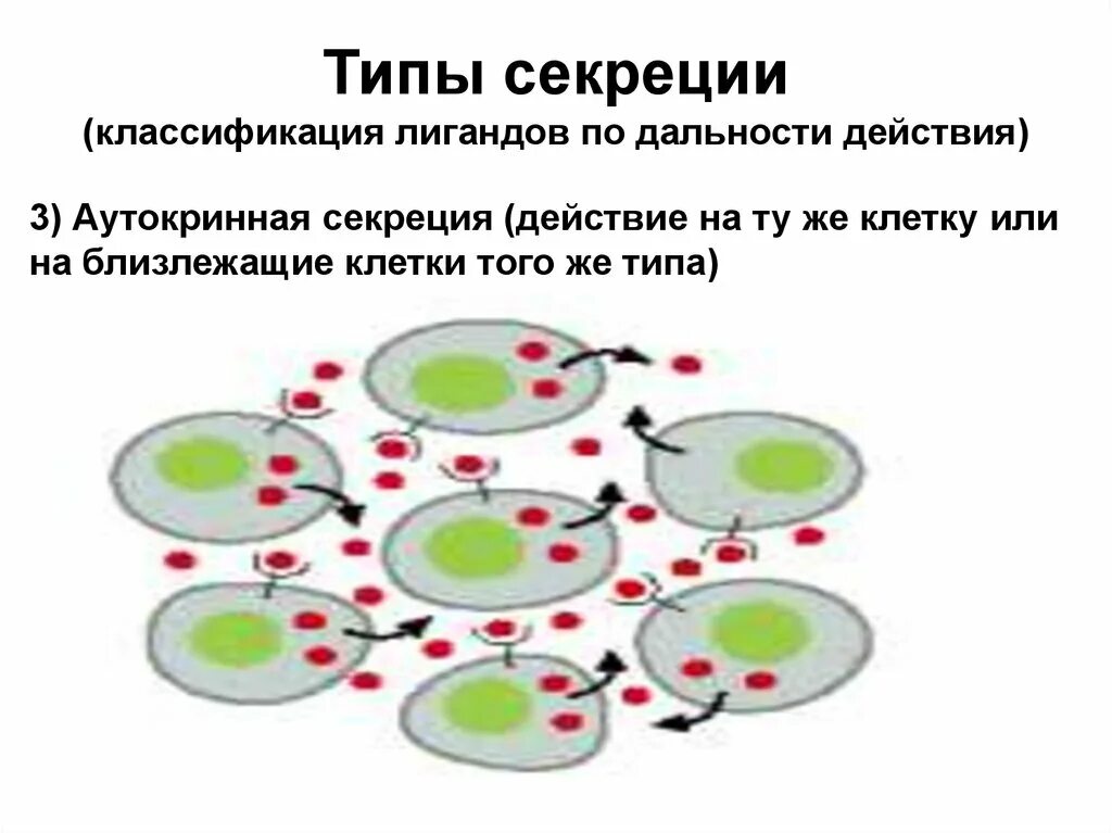 Секреторного типа что это. Железа выделяющая пот на рисунке. Тип секреции молочной железы апокриновый. Секреторного типа что это. Классификация железистого эпителия гистология.