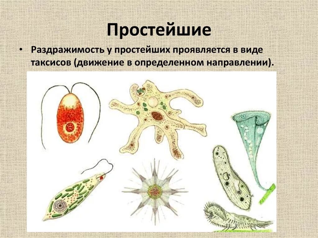 Нервная система одноклеточных. Органоиды движения псевдоподии. Нервная система у одноклеточных организмов. Нервная система одноклеточных животных амёба.