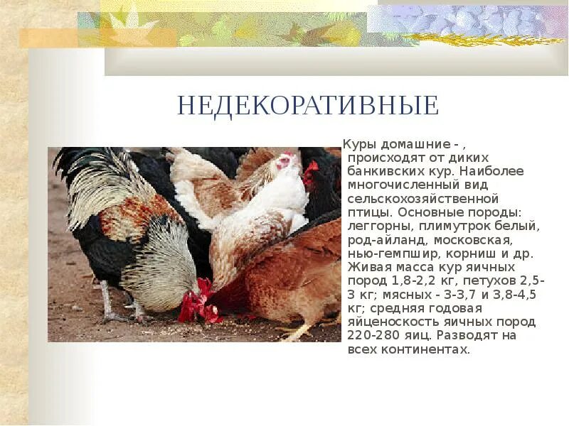 Доклад про курицу. Породы домашних кур. Курица для презентации. Доклад про домашних кур.