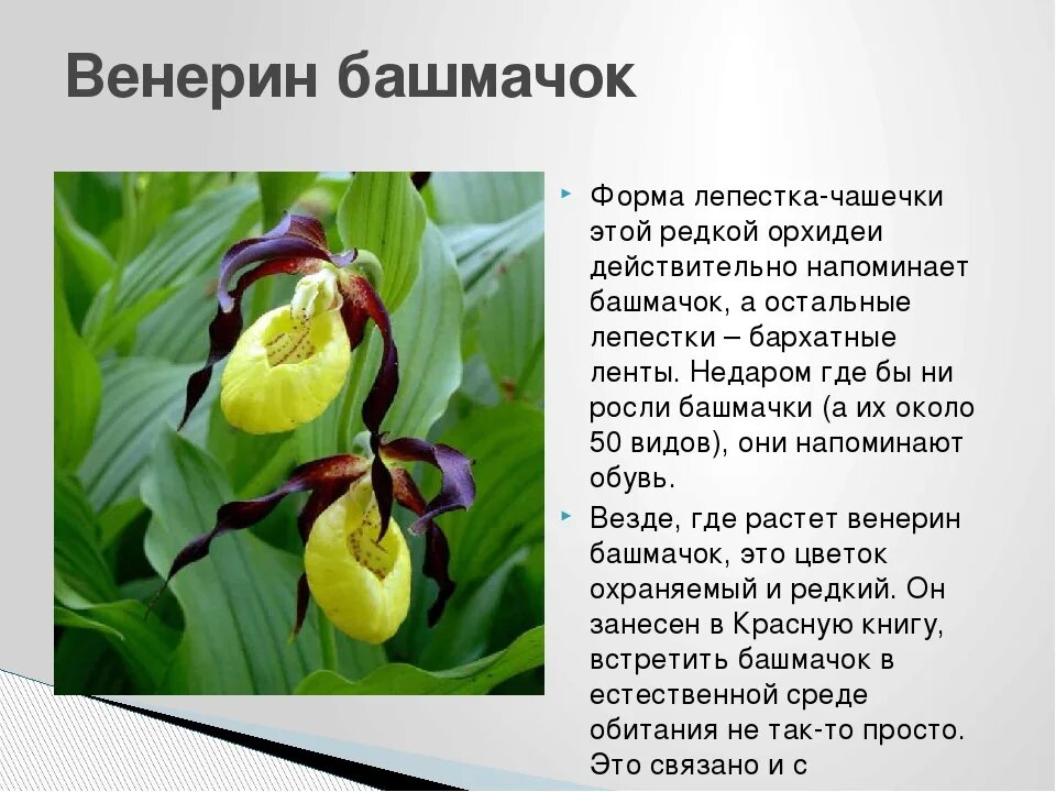 В какой зоне растет башмачок. Венерин башмачок дикий. венерин башмачок красная книга. венерин башмачок красная книга кировской области. венерин башмачок ареал обитания.