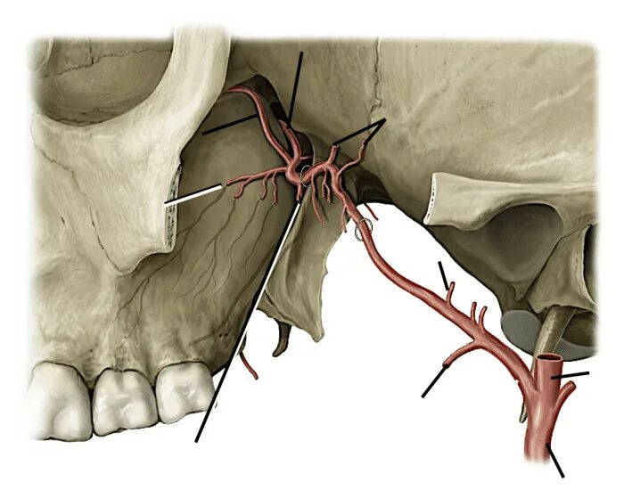 A maxillaris. Артерия maxillaris. Верхнечелюстная артерия. Части arteria maxillaris. Поверхностная челюстная артерия.