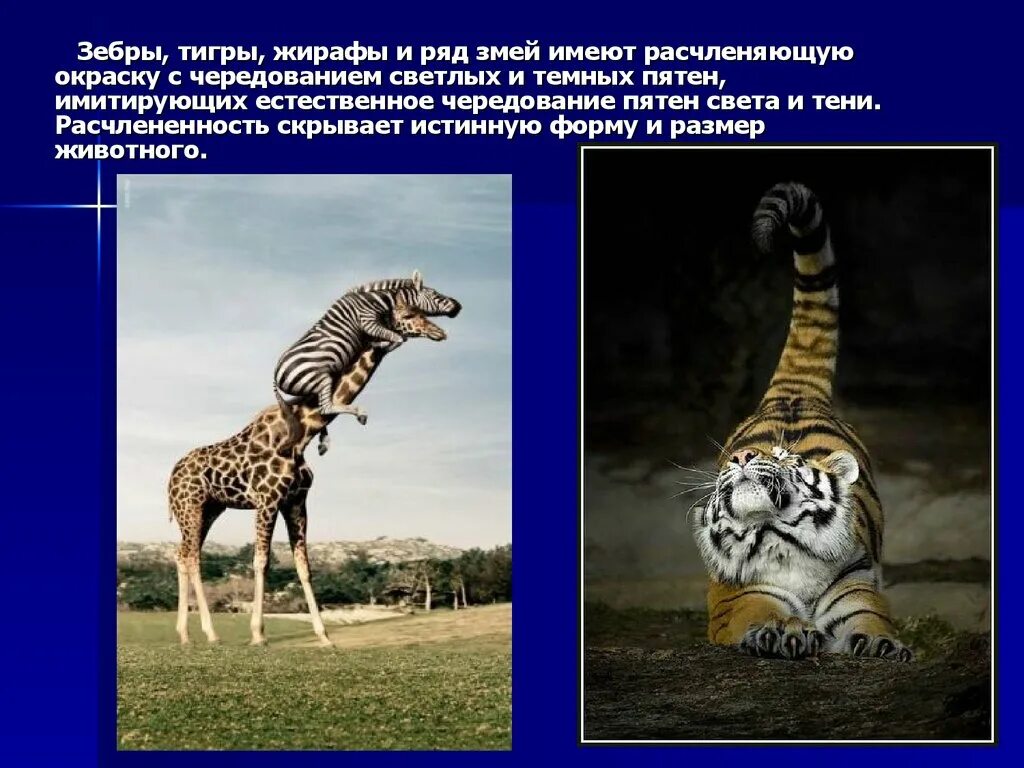 Относительный характер зебры