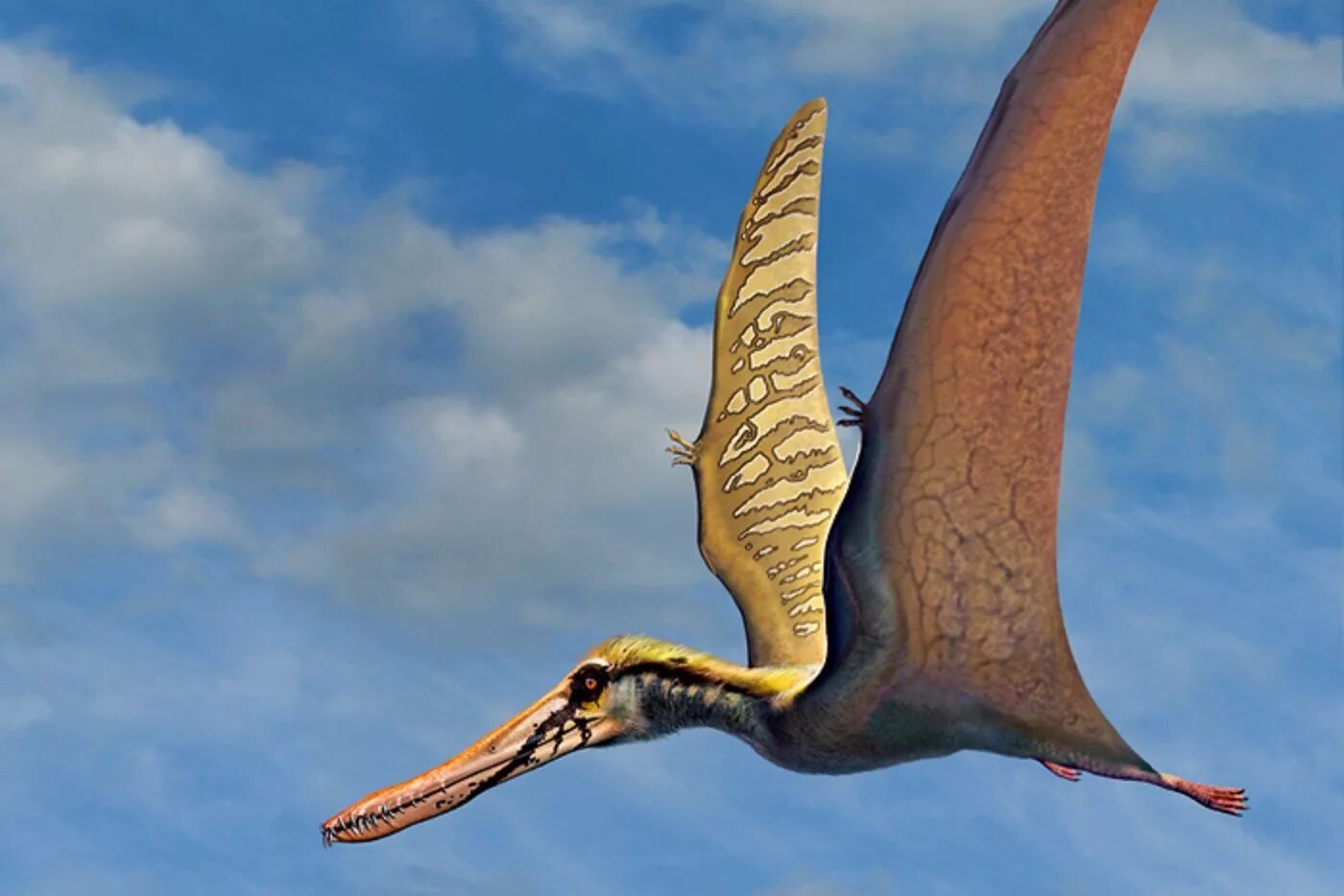 Птерозавр Птеранодон. Птерозавры Юрского периода. Динозавры летающие Птеранодон. Птеродактиль динозавр. Птерадон