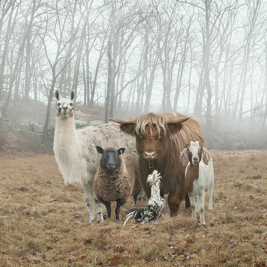 Корова в болоте. Роб Макиннис фотограф. Сельские животные. Домашние животные в деревне. Фермерские животные.