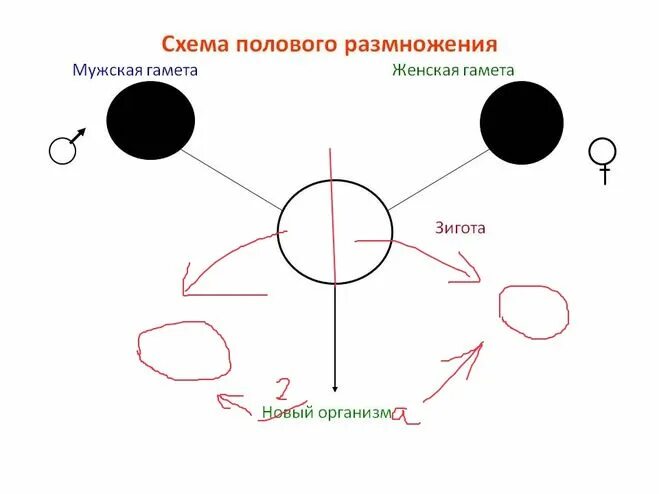 5 мужская гамета. Слияние гамет схема. Схема слияние половых клеток. Схема полового размножения. Мужская гамета и женская гамета, зигота.