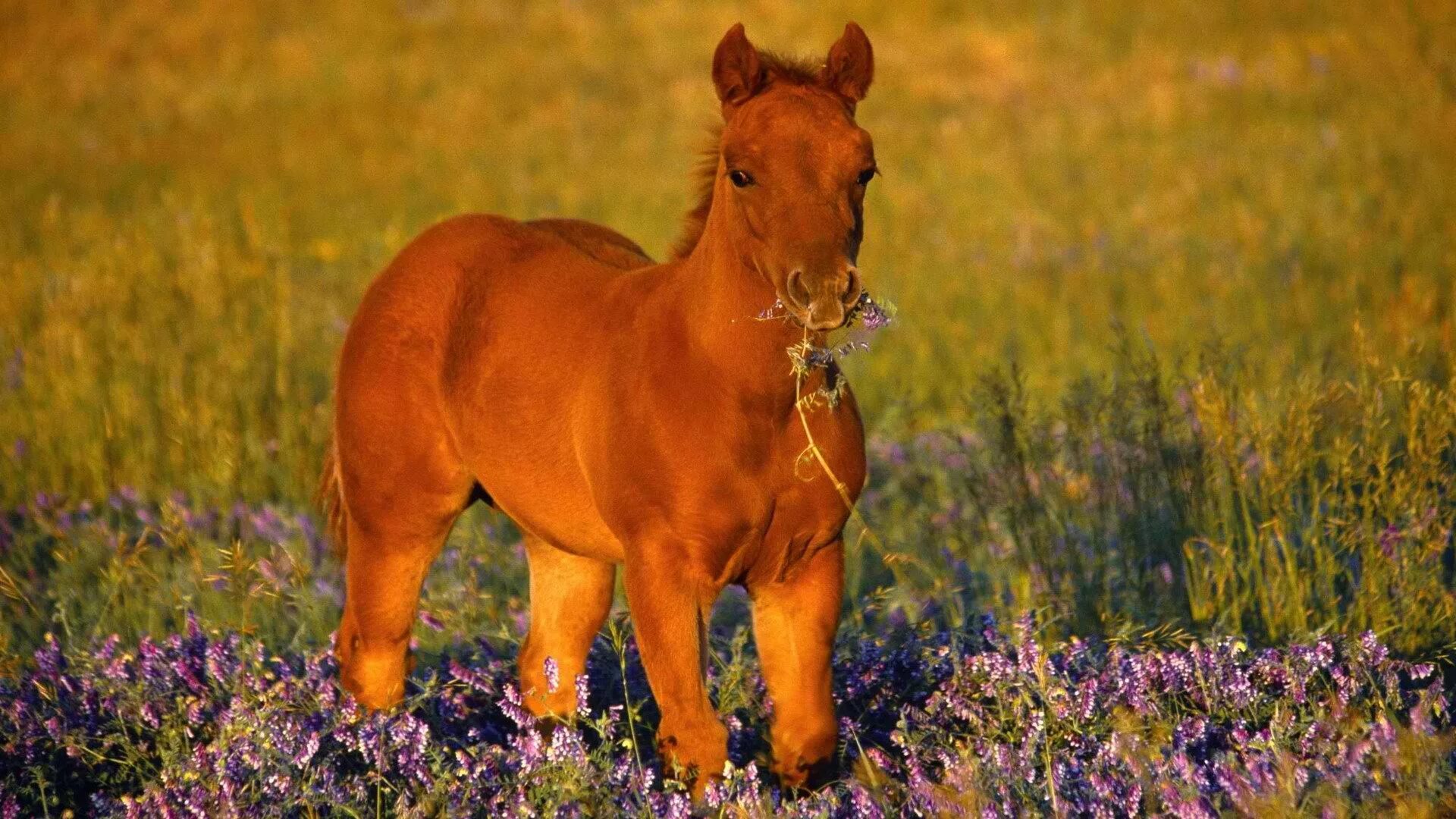 A horse is an animal. Лошади. Животные лошади. Жеребенок. Красивые лошади.