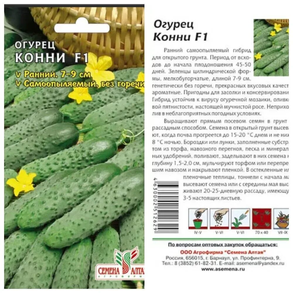 Огурец сорт конни. Семена огурцов конни f1. огурец конни f1 семена алтая. сорт огурцов конни f1. огурцы сорт конни семена.