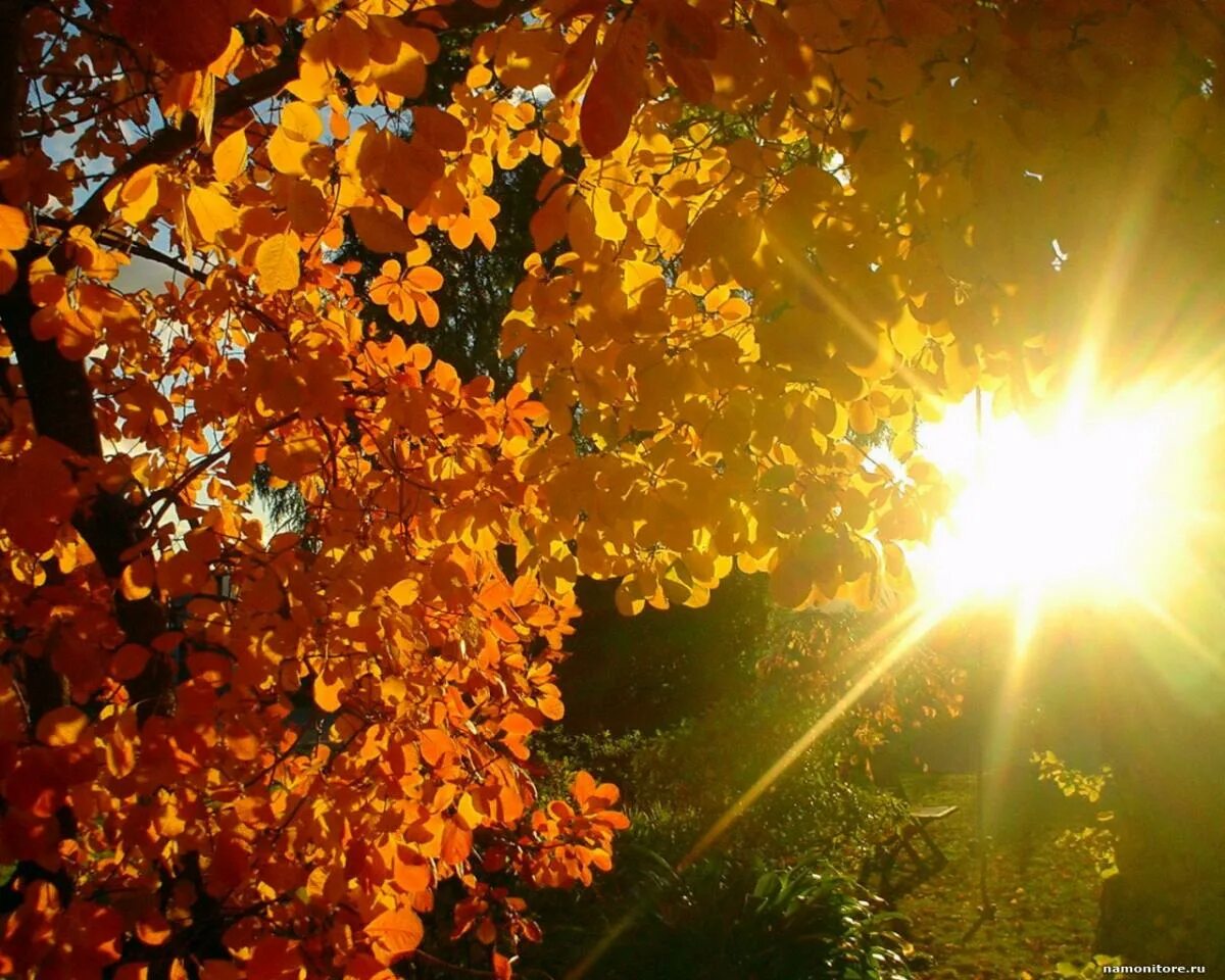 Солнечная погода перевод. Осеннее солнце. Осень солнце. Тёплая осень. Солнце осенью.