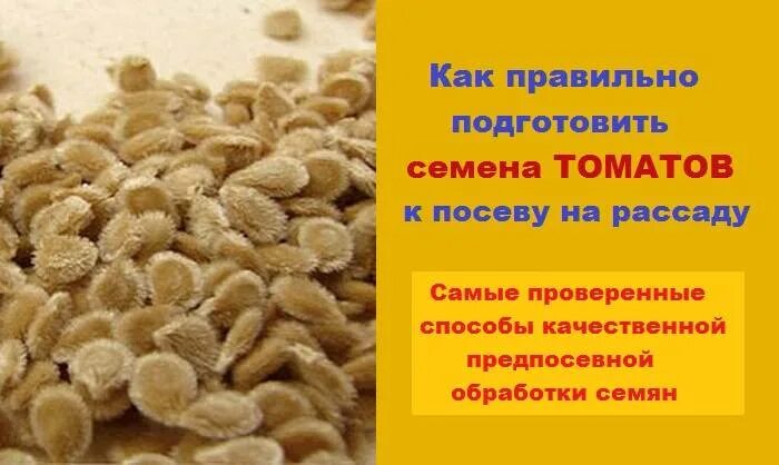 Как правильно подготовить семена к посадке помидор. Подготовка семян к посеву. подготовка семян томата к посеву. предпосевная обработка семян томатов. как подготовить семена томатов к посеву.