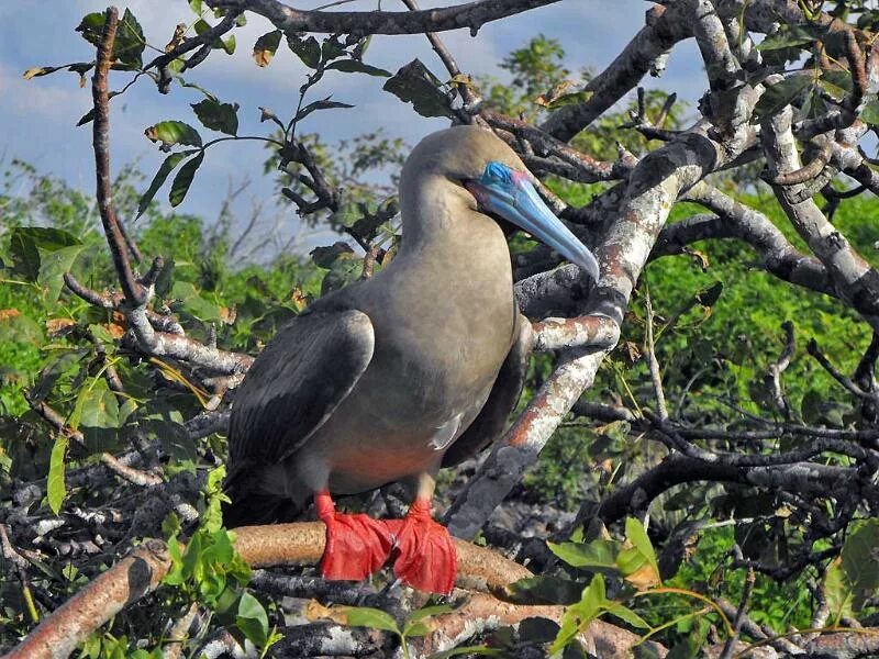 Красноногая олуша. Марки птицы Галапагосских островов. Galapagos Red Footed Booby Bird. Птицы галапагосских островов