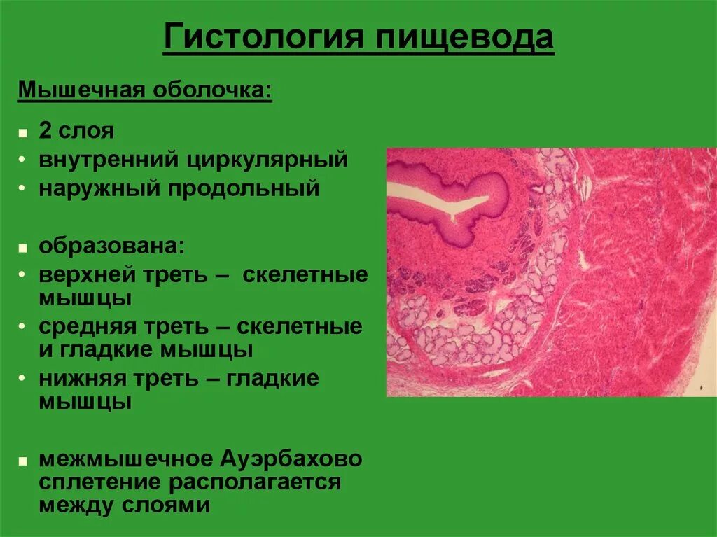 Слои пищевода