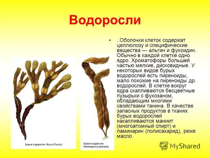 Клетка бурой водоросли. Фукус водоросль строение. Бурая водоросль фукус строение. Бурые водоросли фукус клетки. Особенности строения бурые водоросли фукус.