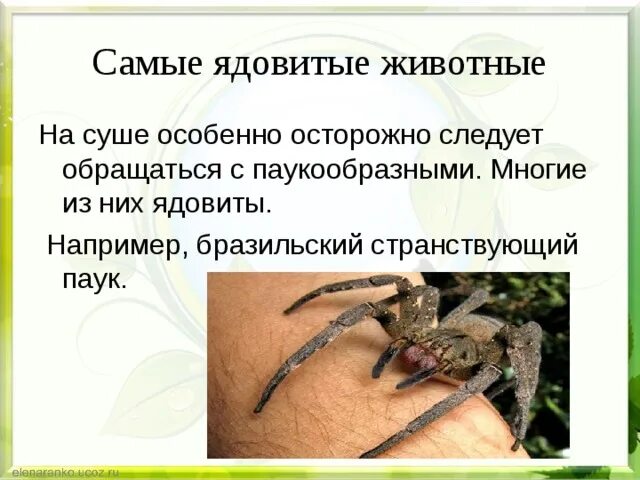Укус странствующего паука. Бразильский странствующий паук укус. бразильский странствующий паук презентация. бразильский странствующий паук последствия. бразильский странствующий паук интересные факты.
