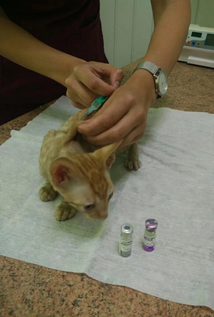 Лучшая прививка для кошек. Вакцинация кота Мультифел. Прививка котенку. Прививка для кошек. Вакцинированный кот.