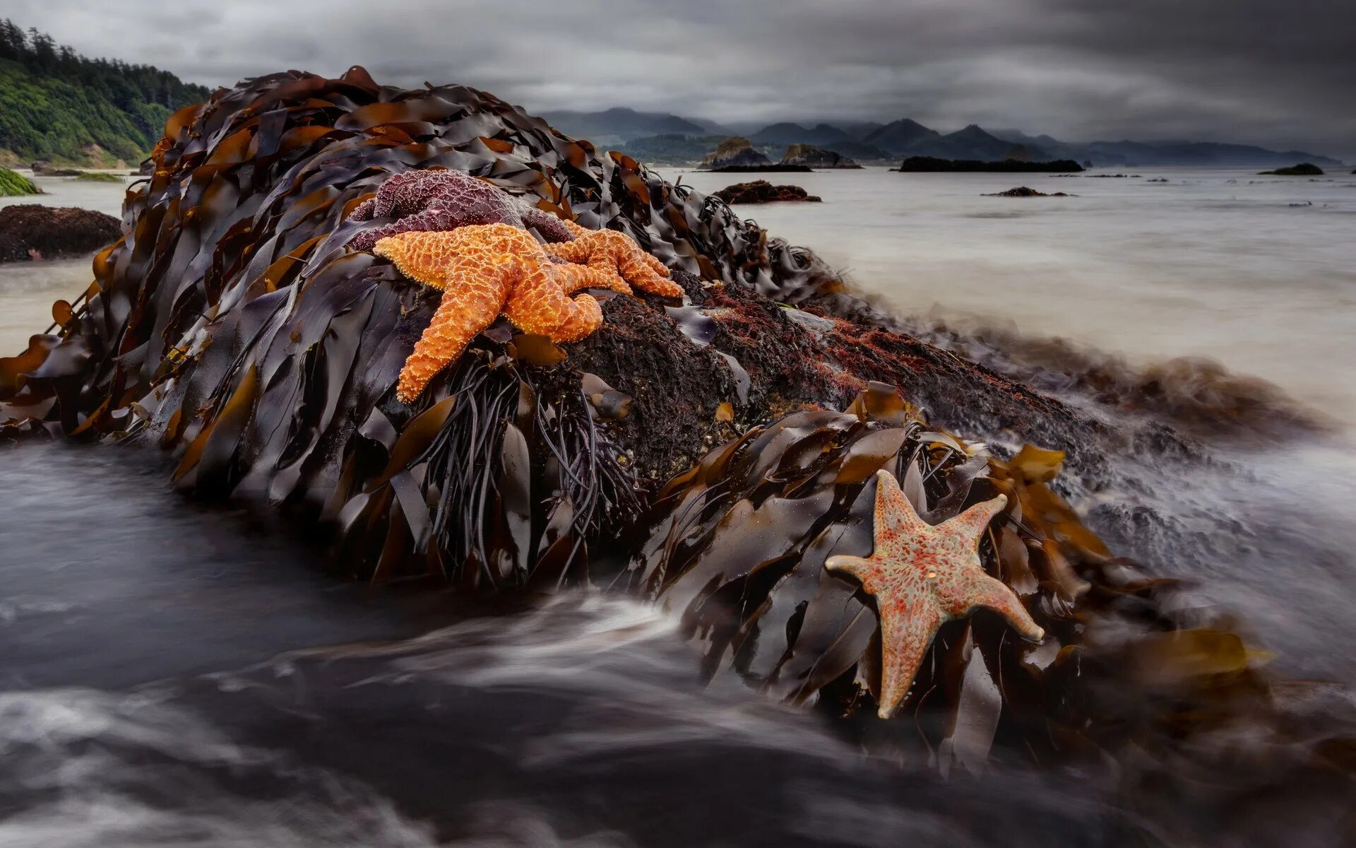 Охотское море морские водоросли. Ламинария Охотское море. Морские звезды Охотского моря. Морские обитатели Охотского моря.