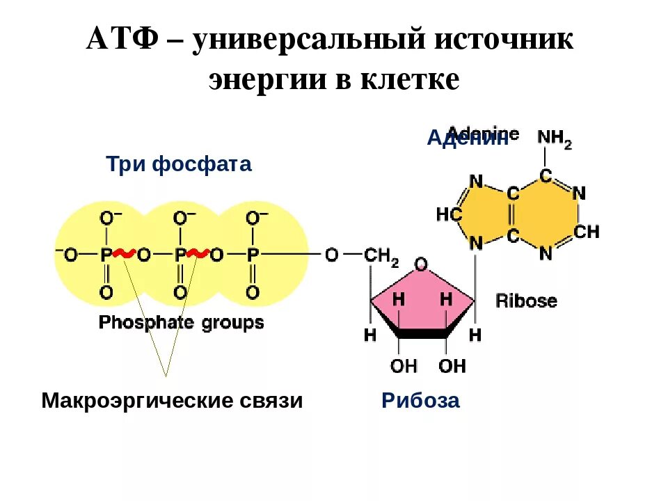 Модель молекулы атф. Молекула атф состоит из. Атф фото. Молекула атф биополимер. Строение молекулы атф.