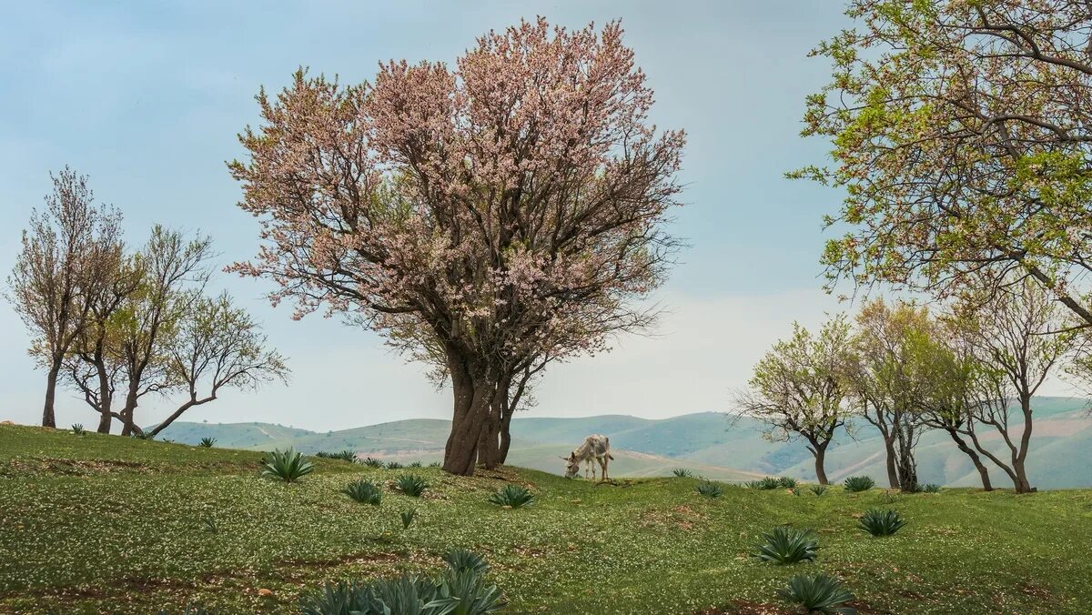 Терак дерево в Узбекистане. Цветение миндаль Ташкент. Арча дерево Узбекистан. Дерево ченара в Узбекистане.