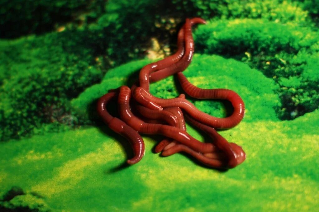 Плодовитость червей. Калифорнийские дождевые черви. Красный калифорнийский червь. Червь-Старатель и красный калифорнийский. Красный калифорнийский дождевой червь.
