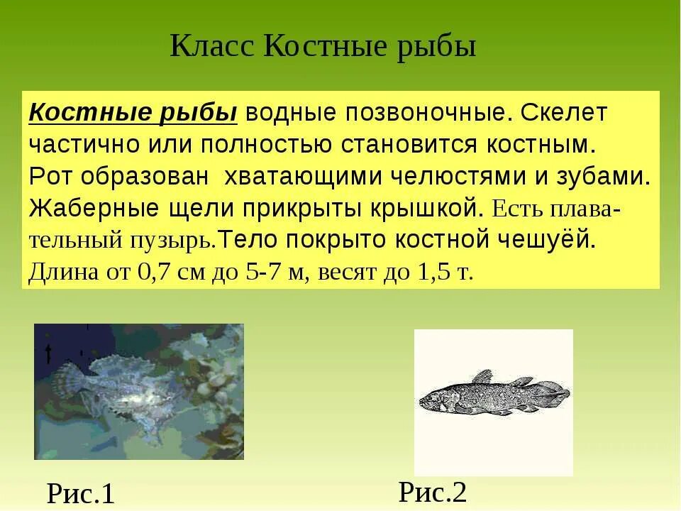 Класс костные рыбы водные позвоночные. Тело костных рыб покрыто. Костные рыбы презентация 7 класс биология. У костных рыб полное или неполное. Костные рыбы тело покрыто костной чешуей