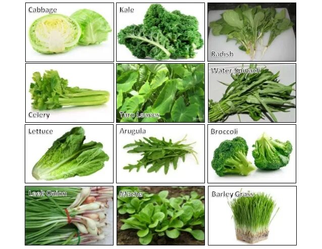 Зелень для салатов названия. Салатные листья названия. Наименование зелени для салатов. Виды зеленых салатов. Зелень типы