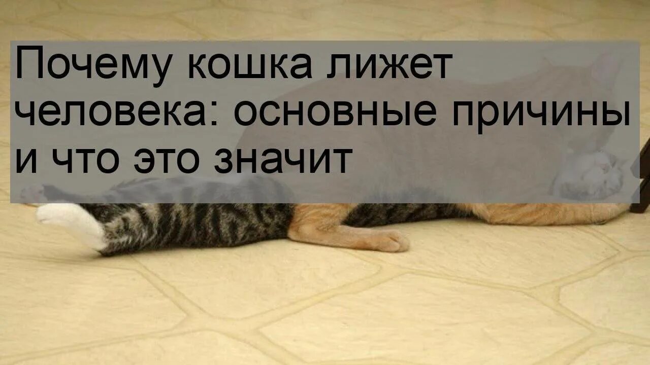 Кошка постоянно облизывает людей. Почему кошка облизывает. Почему кошка лижет. Почему кошка лижет человека.