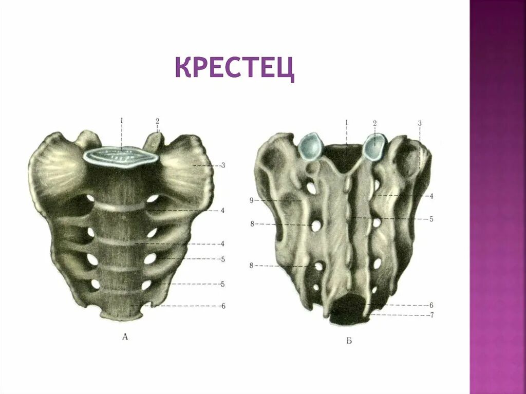 Крестцовый скелет. Крестец сбоку анатомия. Анатомия человека кости крестец копчик. Крестец крестцовые позвонки. Крестец анатомия Синельников.