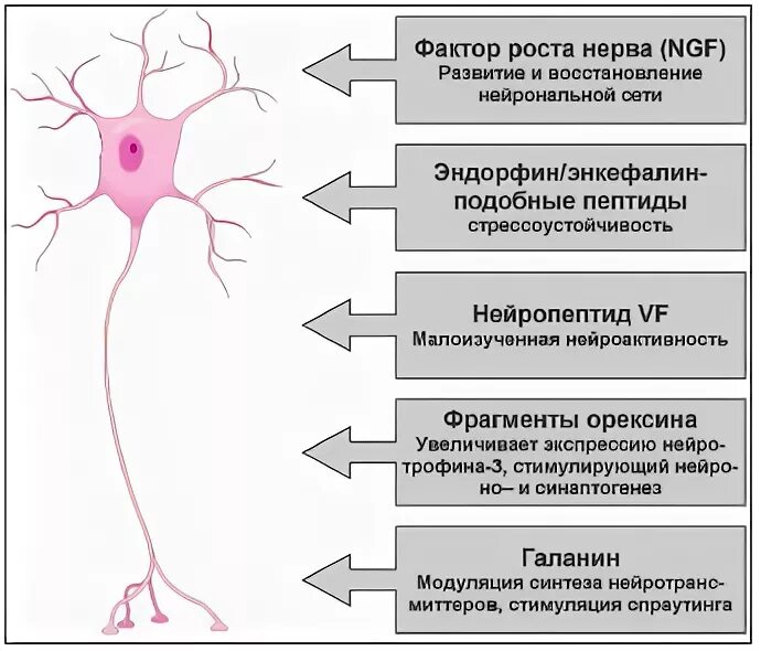 Фактор роста нервов. Фактор роста нервных клеток. Фактор роста нервов ФРН. Факторы роста нейронов. Сайт фактор роста