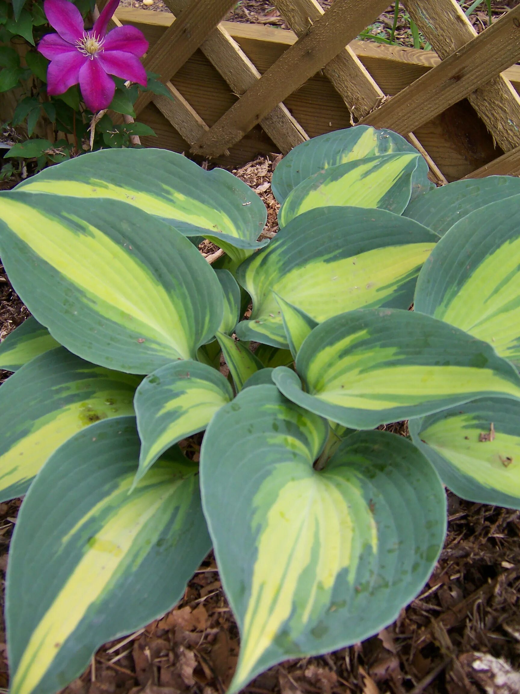 Класс хост. Хоста &quot;touch of class&quot; (hosta). хоста тач оф гласс. хоста желтоокаймленная. хоста гибридная touch of class.