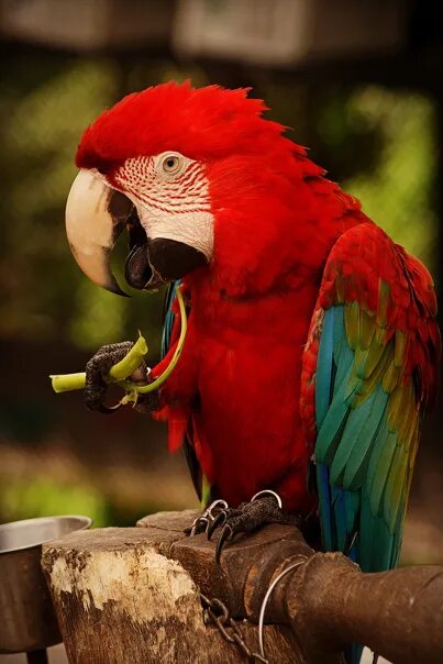 Говорящий попугай 4. Попугай. Красный ара. Красивые говорящие попугаи. Говорящий попугай ара.
