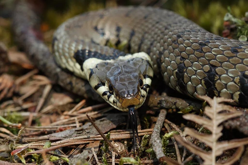 змея черноголовый полоз. гадюка обыкновенная черная. краснобрюхий чёрный аспид. кольчатый уж. уж 9.