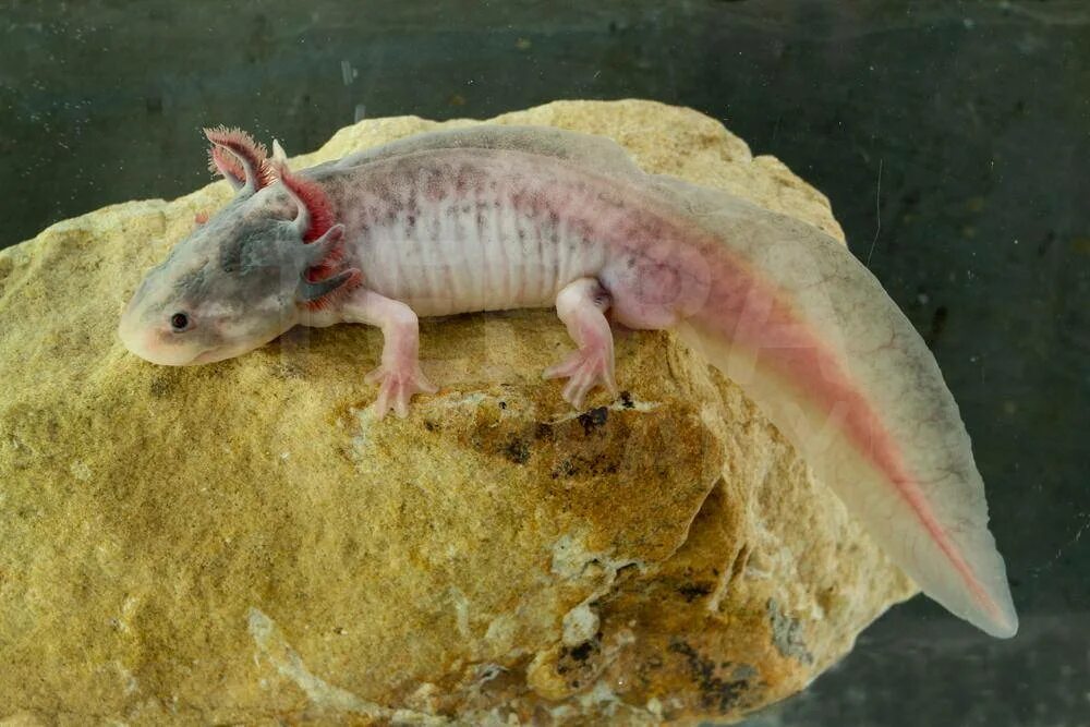 Аксолотль и амбистома. Аксолотль (Ambystoma mexicanum). Амбистома и аксолотль. Тритон аксолотль. Водная саламандра аксолотль.