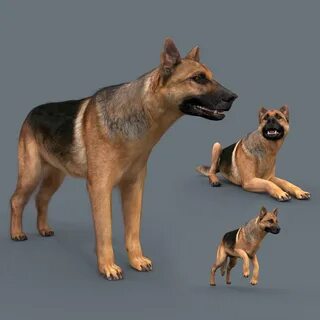 Dog 3d animation