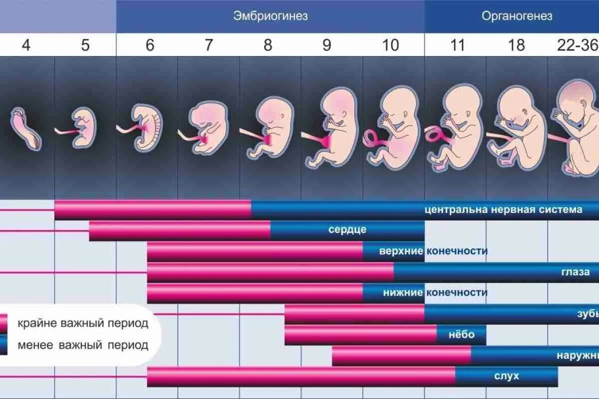 Беременность по неделям. Недели беременности по неделям. Риски замершей беременности по неделям. Плод по неделям беременности. Роды по дням недели