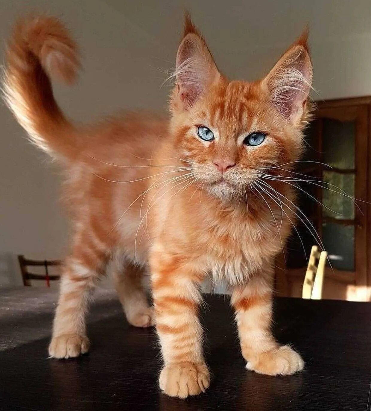 Какие есть мейн куны. Мейн кун рыжий. кот мейн кун. мейн кун рыжий гладкошерстный. рыжий кот мейн кун.