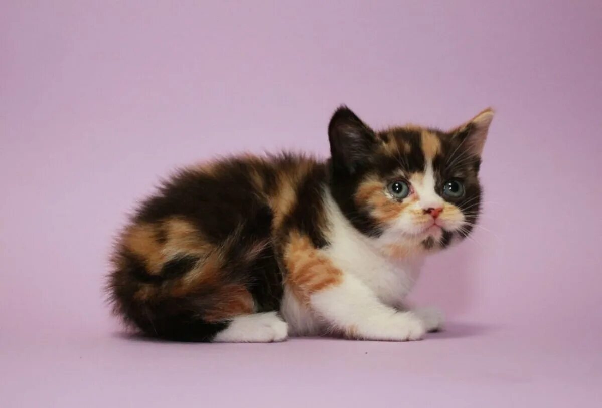 Пол трехцветного котенка. Британская трехшерстная кошка. Шотландская вислоухая кошка трехцветная черепахового окраса. Британская прямоухая кошка трехцветная. Британская кошка трехцветная черепаховая.