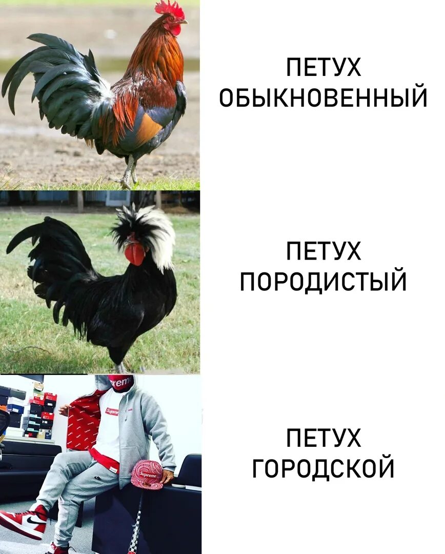 Петух по другому