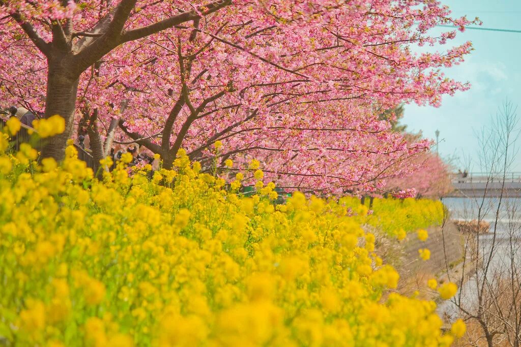 Yellow spring road япония. НЛОУ спринг роуд Япония осень. Yellow Spring Rd., Japan. Yellow Spring Road China.