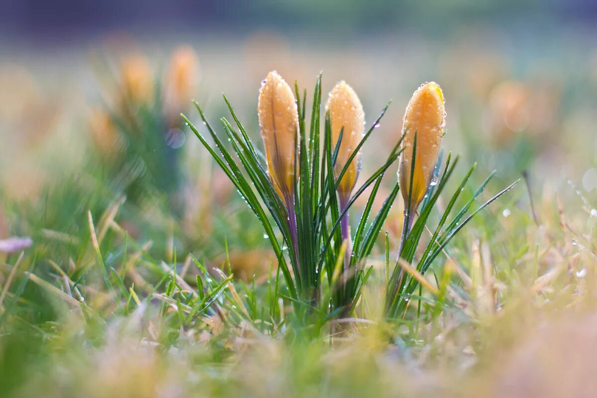 пробуждение природы. природа весной. природа просыпается весной. природа пробуждается. природа пробуждается.