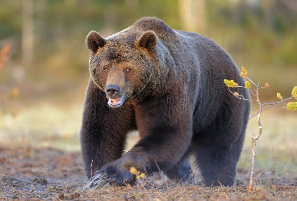 Европейский бурый медведь. Медведь Гризли самец. Аляскинский бурый медведь. Бурый медведь самка. Аю дж