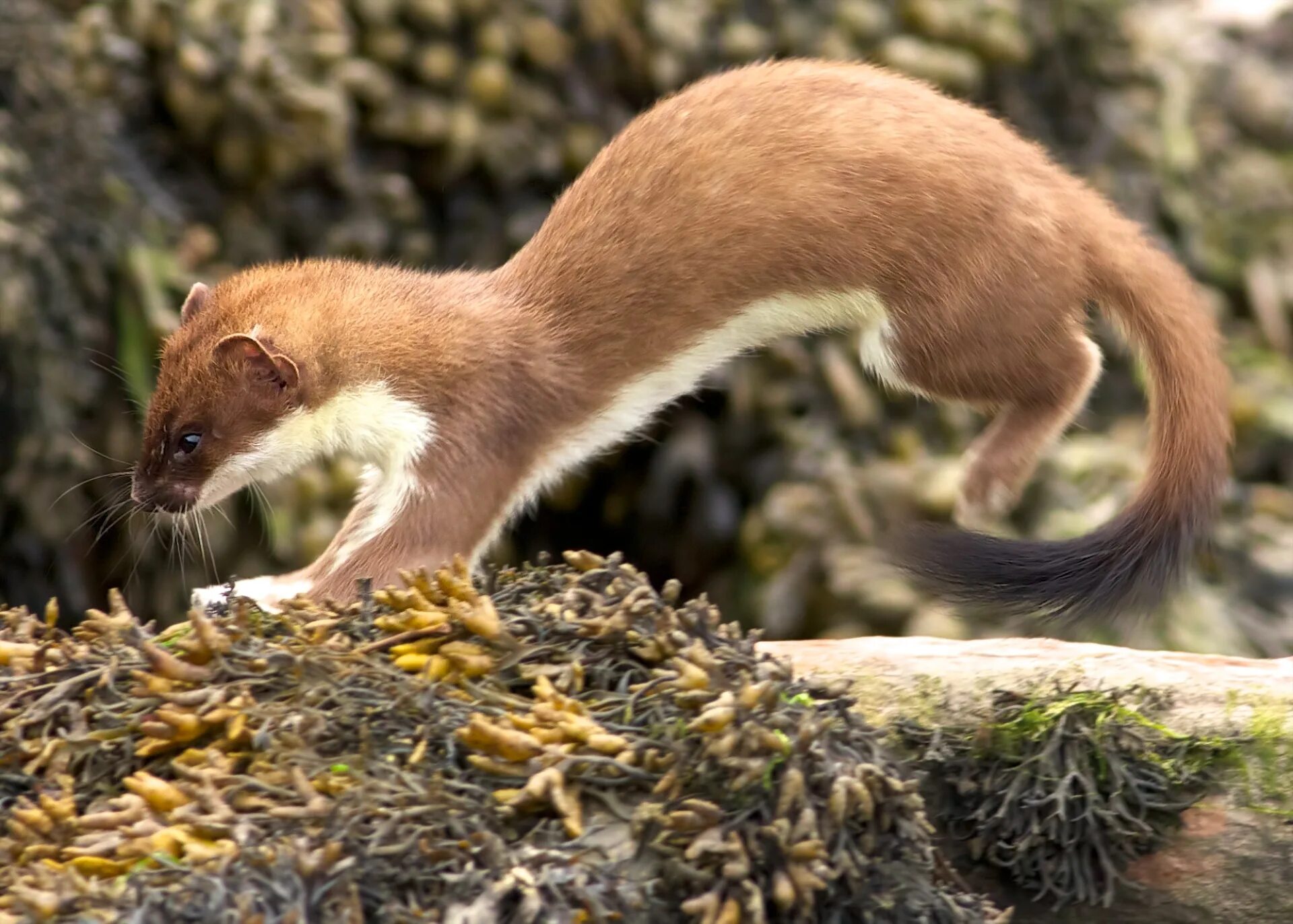 Куница ласка горностай. Куница и ласка. Норка ласка и горностай. Ласка (Mustela nivalis).