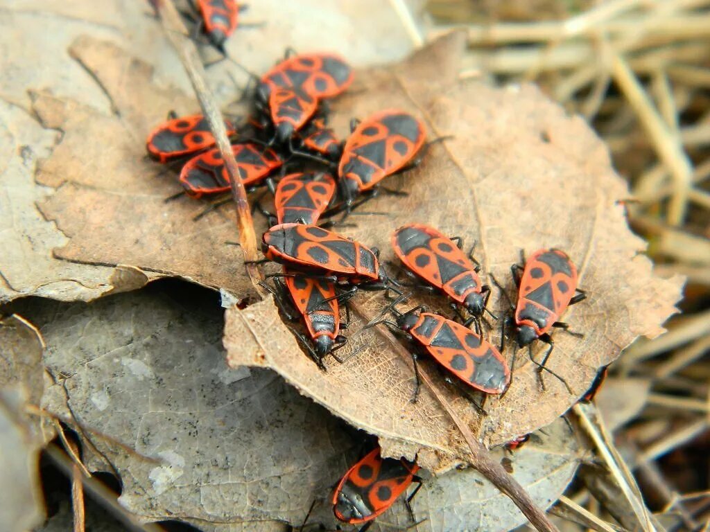 File:Mating Firebugs.jpg - Wikimedia Commons