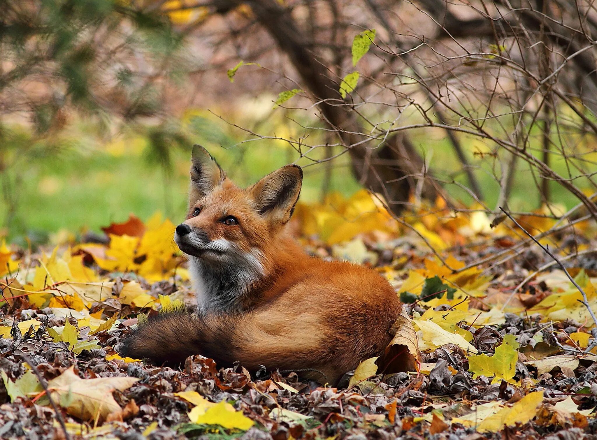 Лиса. Лис осенью. Цикуне лиса лисенка. Лиса осень. Осенняя лиса.