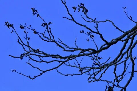 Branch around