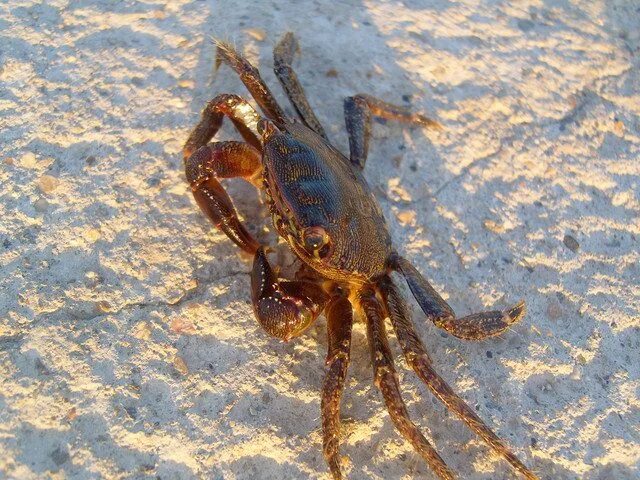 Голубой краб. Остров краббе приморский край. Краб приморье. Краб приморский край. Дпльневосточныйдальневосточный краб.