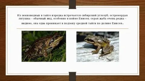 Серая жаба тип развития